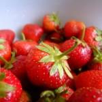 Solar panels and strawberries